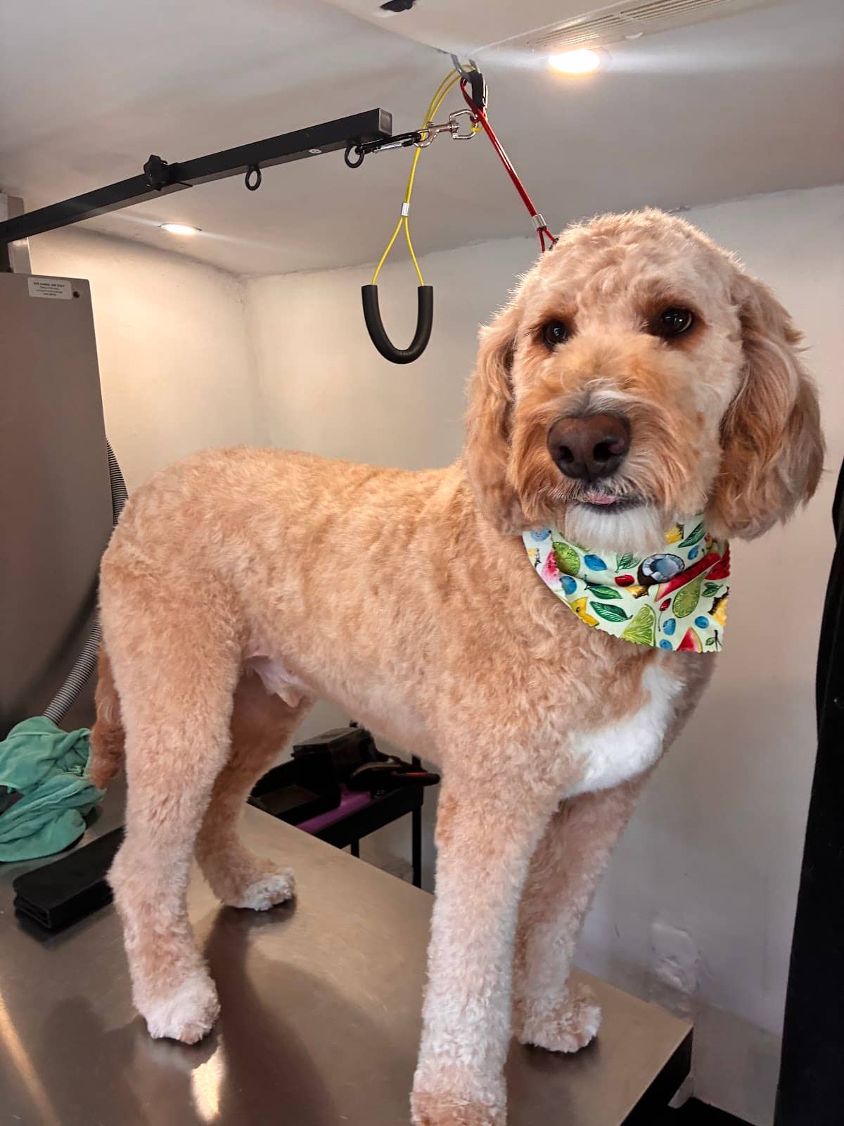 Groomed dog at Mobile Dog Salon — Best Brush for a Cocker Spaniel