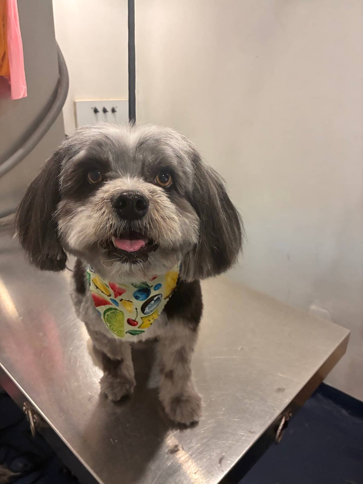 Groomed dog at Mobile Dog Salon — How to Groom a Cavalier King Charles Spaniel