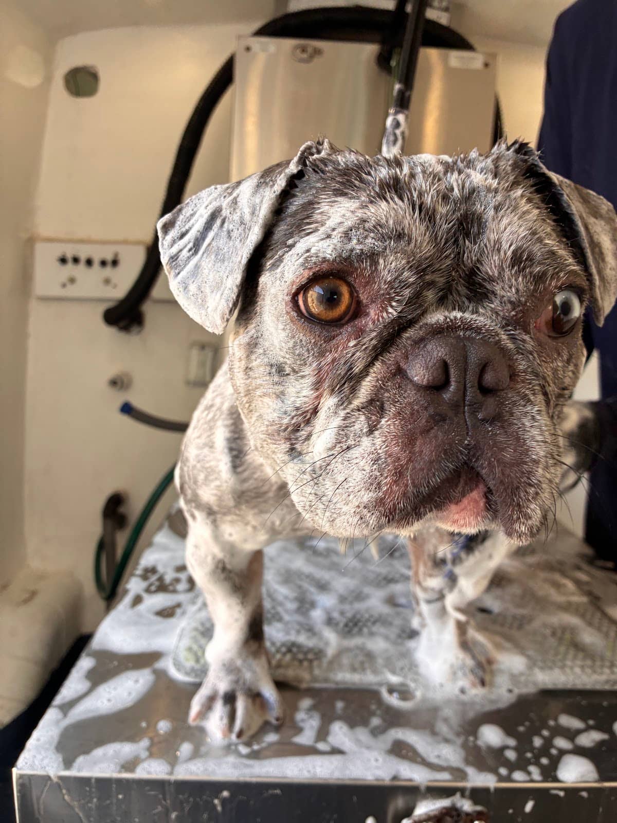 Groomed dog at Mobile Dog Salon — How to Prevent Tear Stains on a Maltese