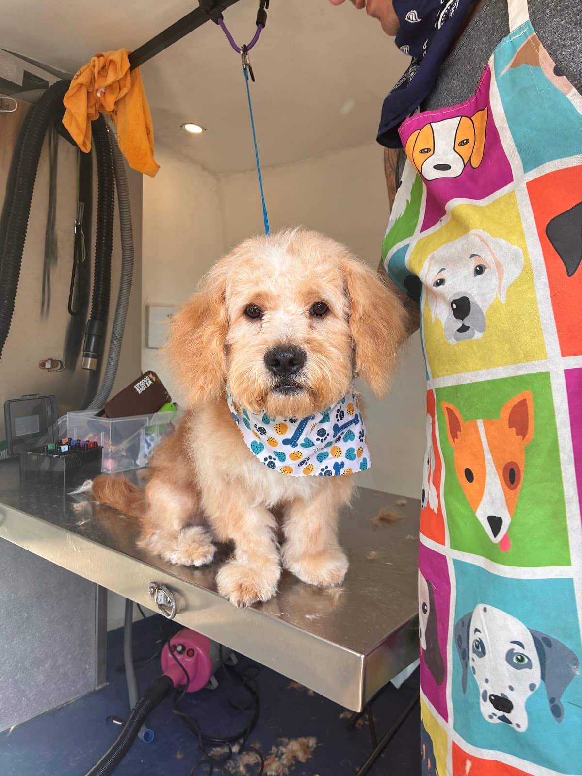 Groomed dog at Mobile Dog Salon — Dog Groomer Tustin CA: A Simple Guide for Busy Dog Owners