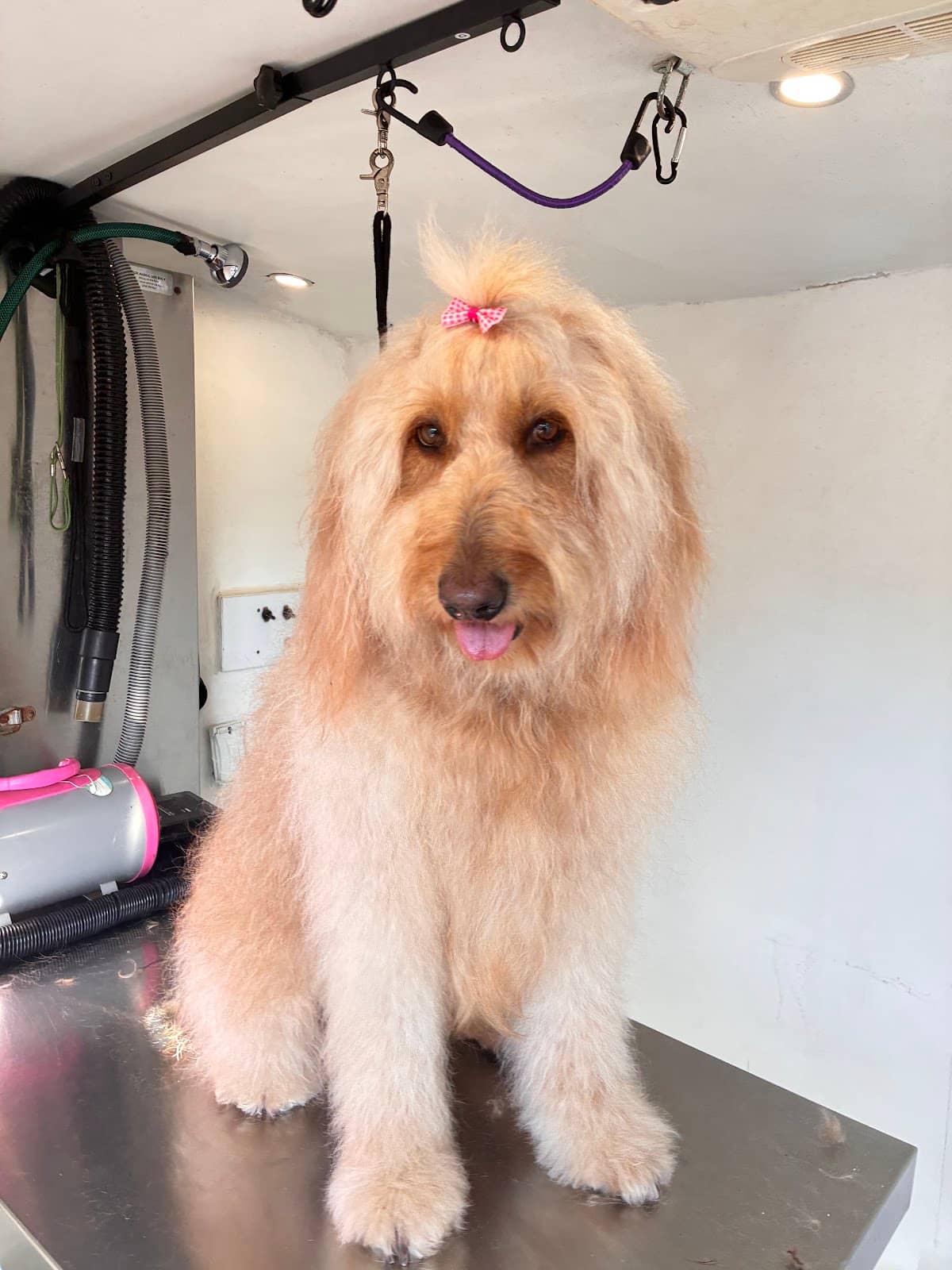 Groomed dog at Mobile Dog Salon — Best Brush for a Maltese Dog