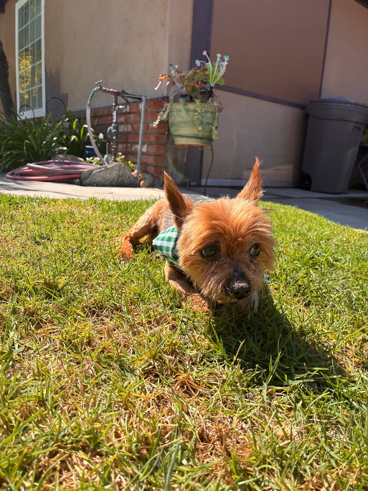 Groomed dog at Mobile Dog Salon — Dog Grooming Mission Viejo: A Simple Guide for Busy Dog Owners