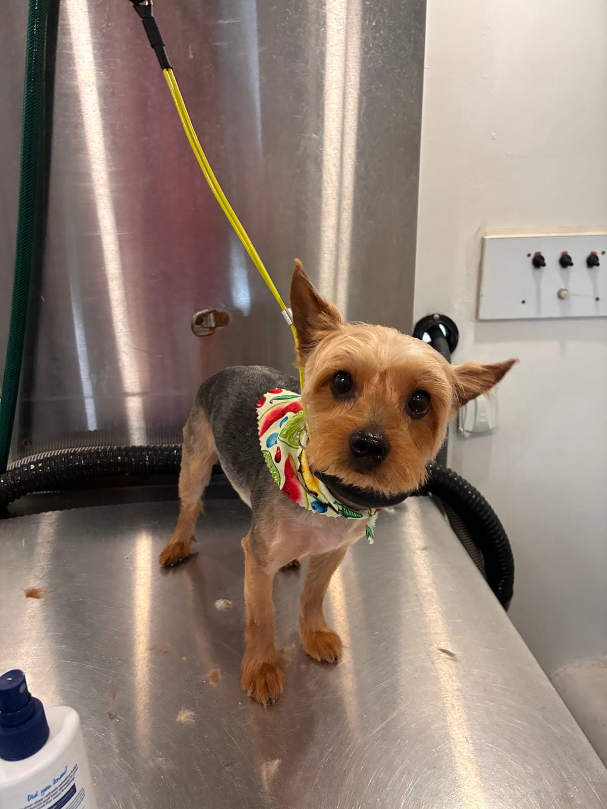 Mobile grooming van at a customer's home