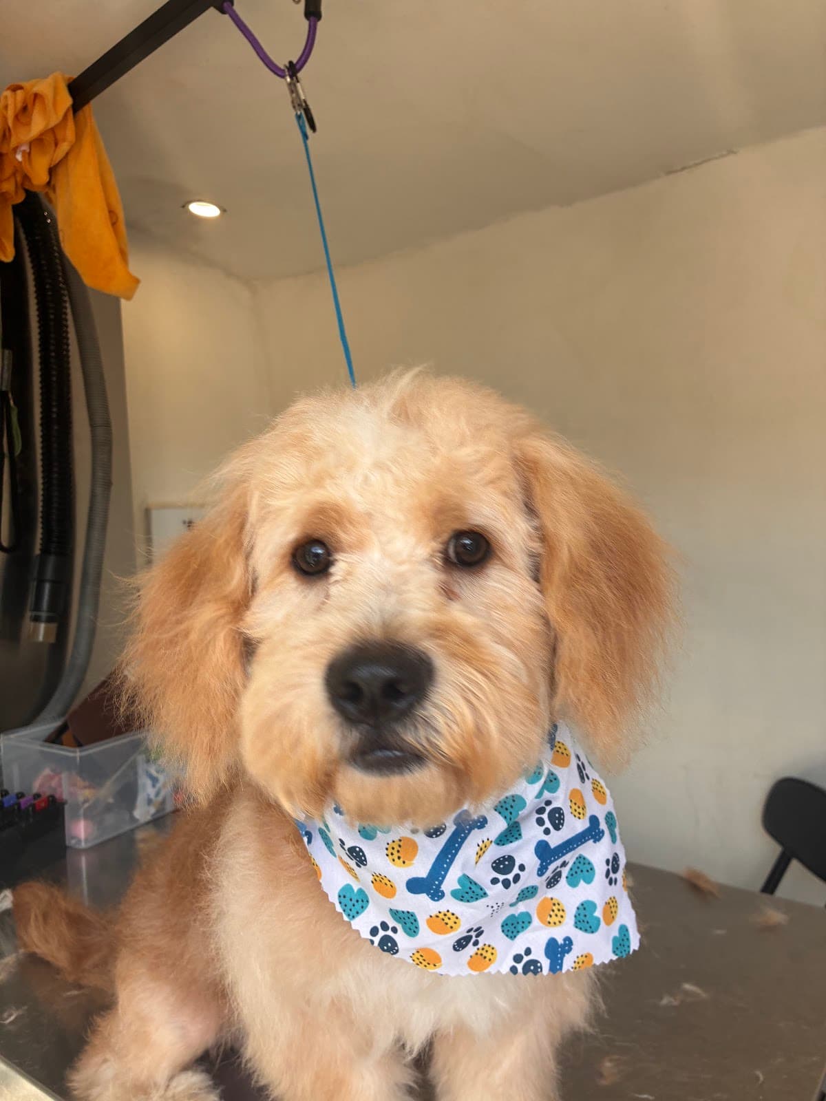 Groomed dog at Mobile Dog Salon — How to Brush a Yorkie Without Tangling Their Coat