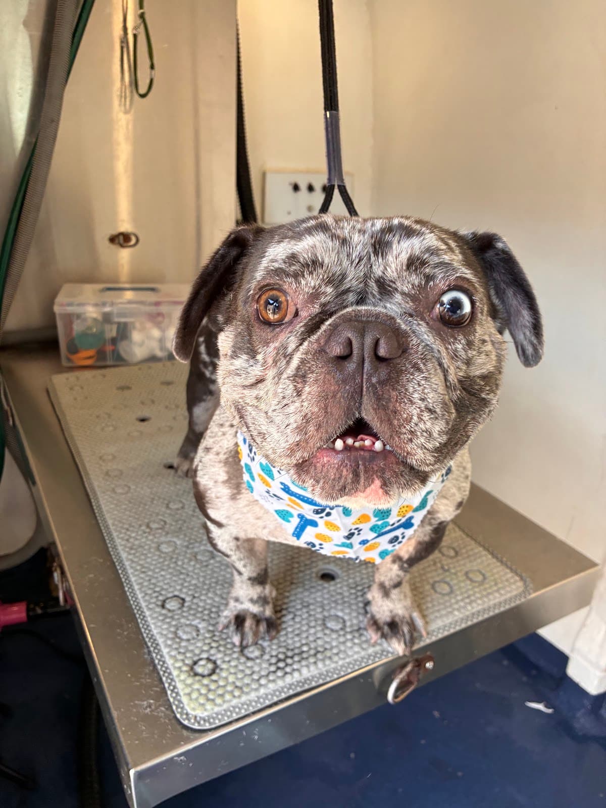 Professional pet groomer with a happy dog